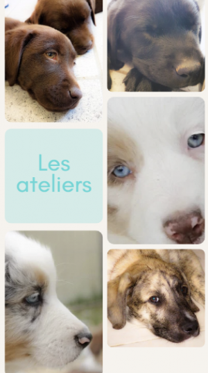 Les ateliers